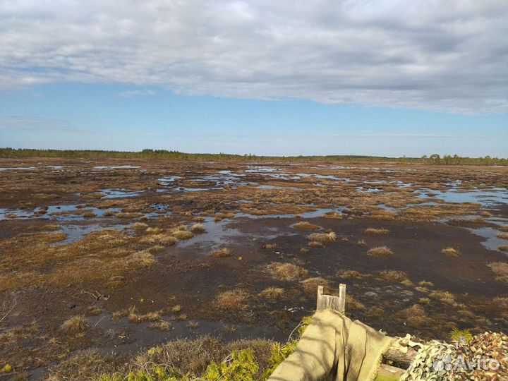 Охота на гуся