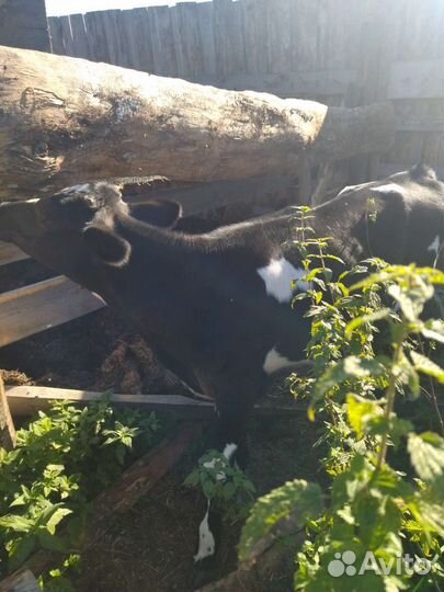 Телочка 4 мес