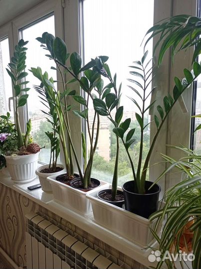 Замиокулькас