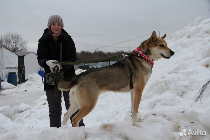Кетрин-рыженькая коасоточка ищет дом