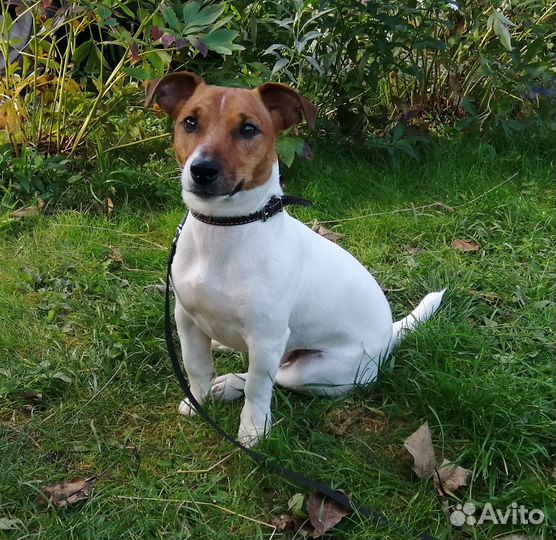 Случка собак