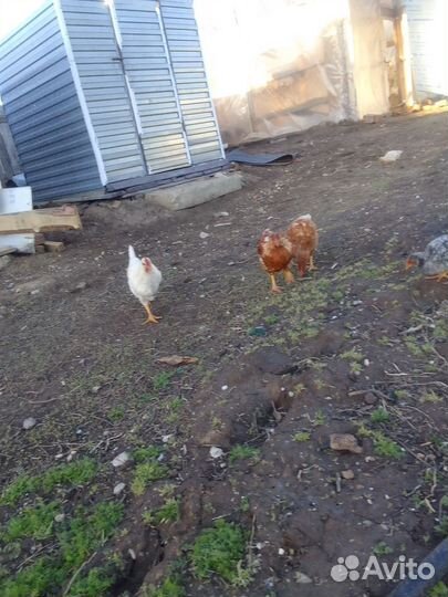 Цыплята несушки подрощенные