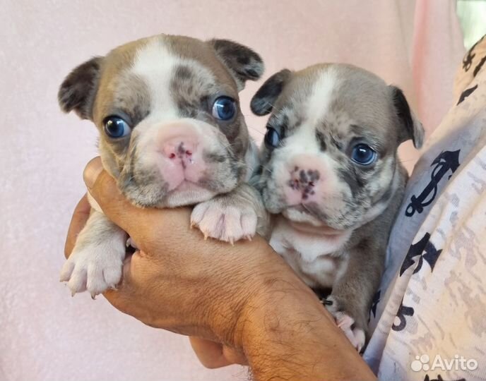 Французский бульдог щенки