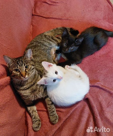 Котята в добрые руки