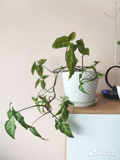 Сингониум ножколистный