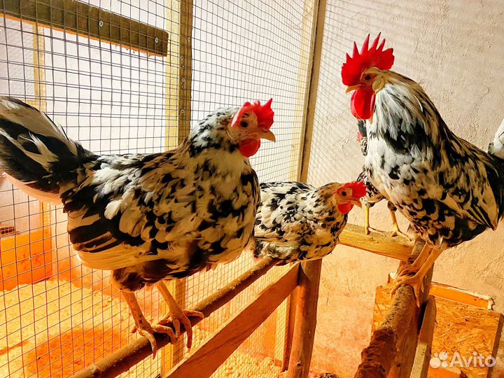 Инкубационное яйцо леггорн далматинец