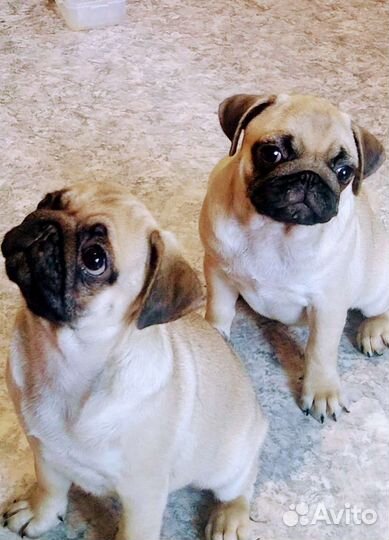 Щенки мопса девочки