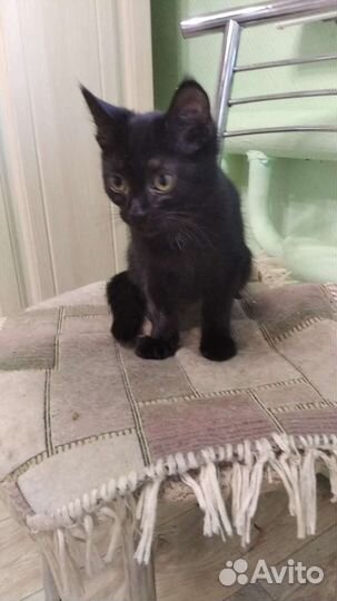 Котята в добрые руки бесплатно