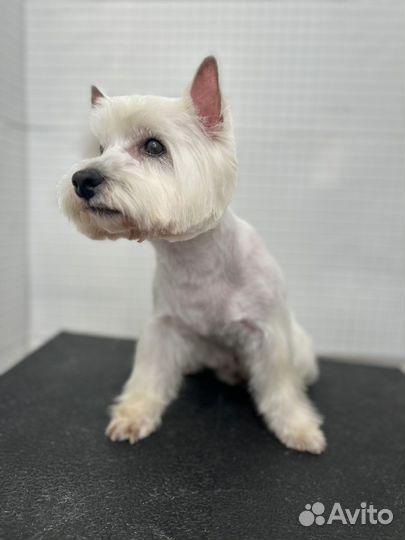 Груминг стрижка собак