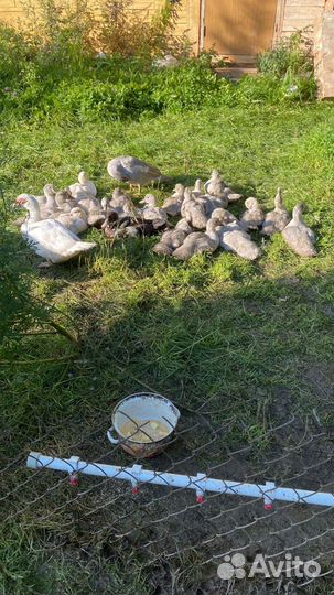 Индоутята белые, лаванда