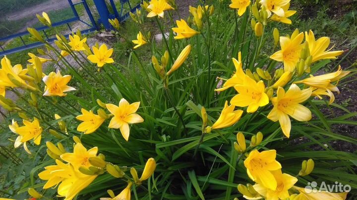 Многолетники для дачи