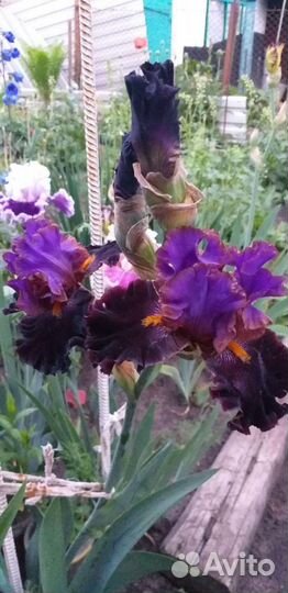 Ирисы коллекционных сортов