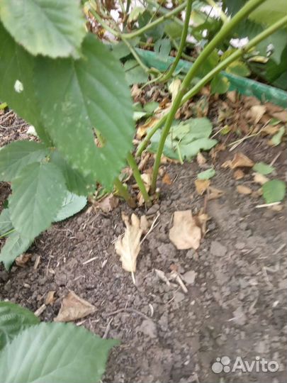 Саженцы ежевики