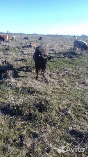 Бык корова