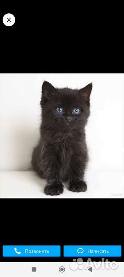 Котенок
