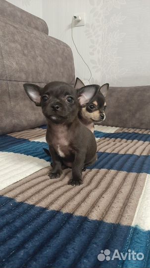 Щенки чихуахуа девочки