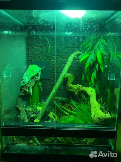 Террариум для рептилий