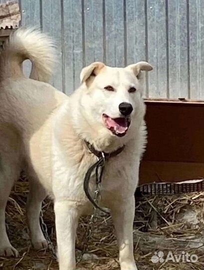 Собака в добрые руки