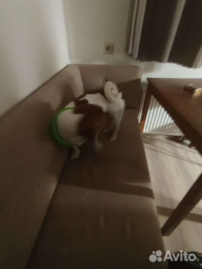 Джек рассел