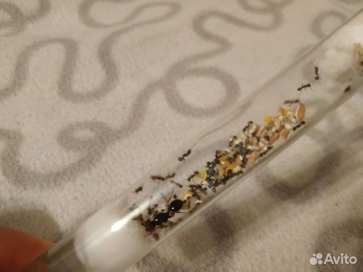 Матка муравьев