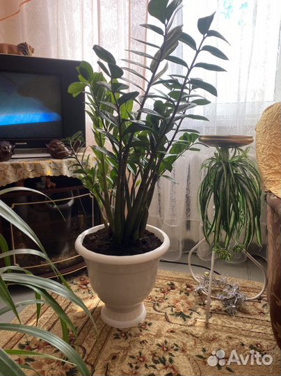 Замиокулькас