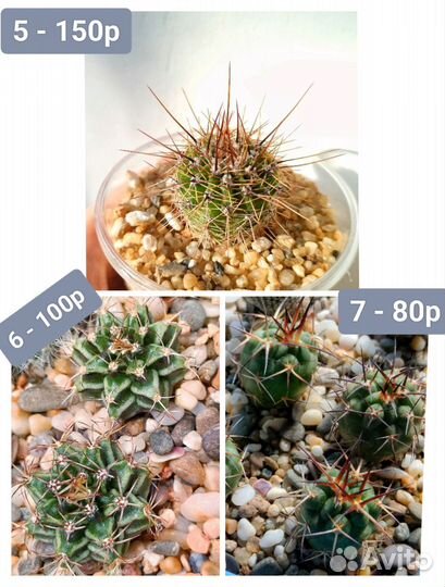 Кактусы и суккуленты