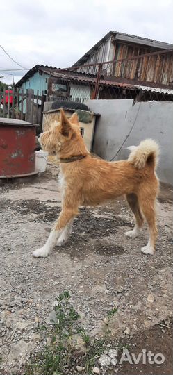 Собака дворняшка