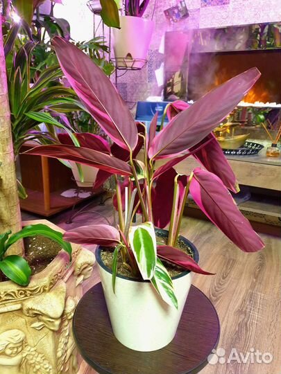 Строманта Хортиколор