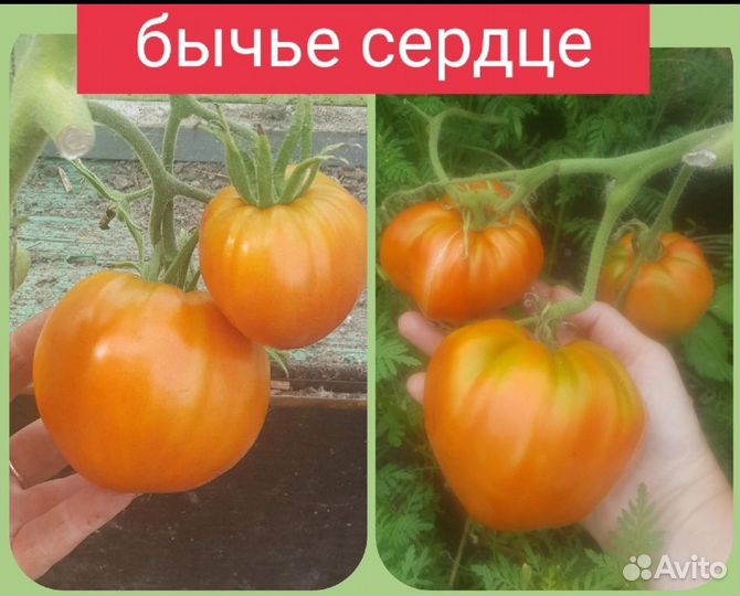 Рассада помидор
