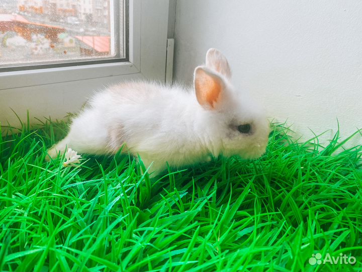 Карликовый кролик
