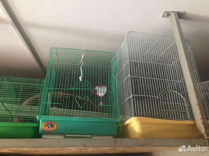 Три клетки (жёлтая продана)