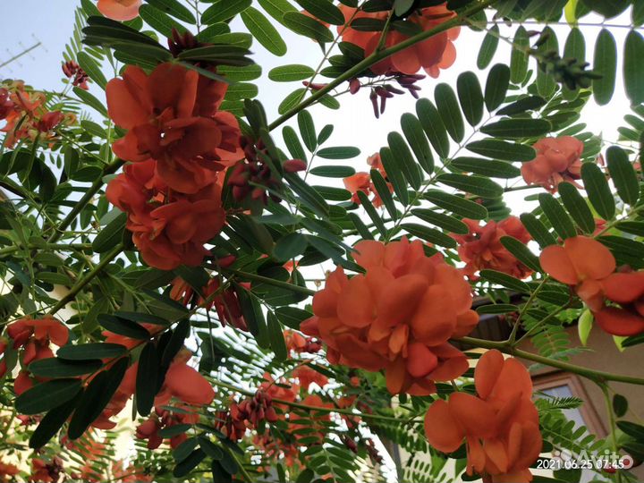 Саженцы декоративных, пряных, цветущих