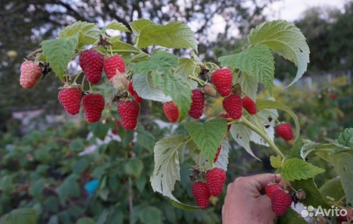 Малина, слива жёлтая