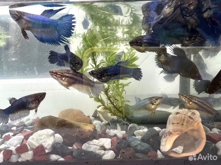 Рыбка петушок