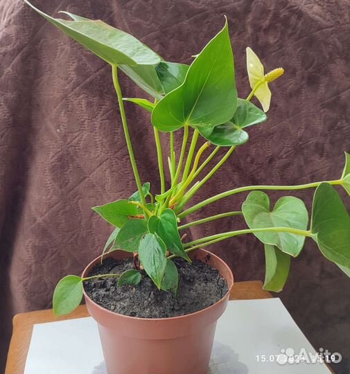 Антуриум Ванилла
