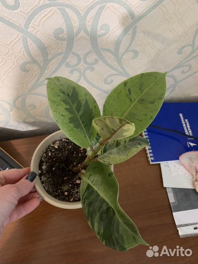 Фикусы сортовые редкие коллекционные