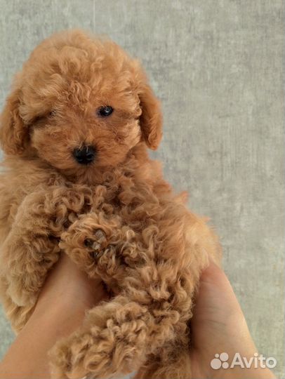 Той-пудель мини девочка ред braun