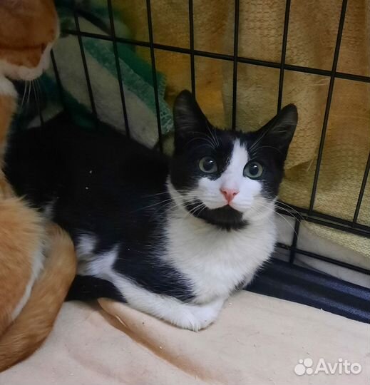 Котята 5 мес