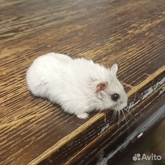 Продаётся жемчужный джунгарский хомяк (мальчик)