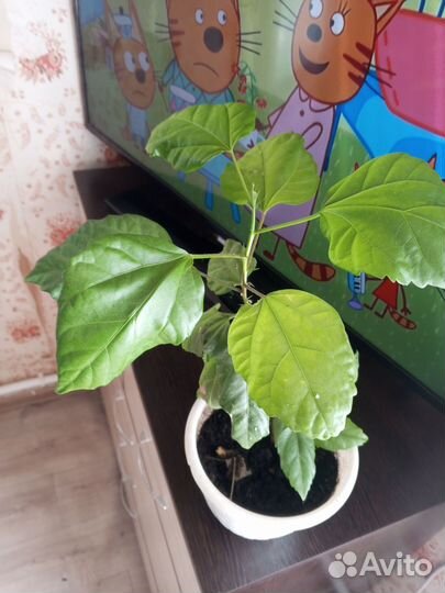 Комнатный цветок