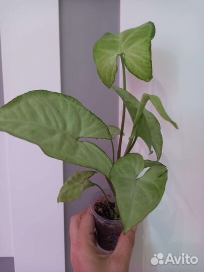 Алоказия полли сингониум