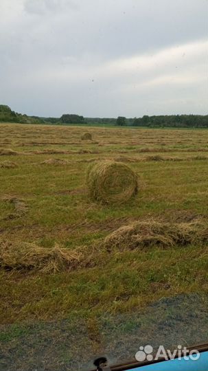 Сено. Люцерна. Новый урожай