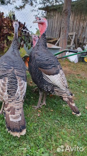 Племенной молодой индюк