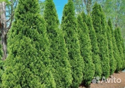 Саженцы Туя