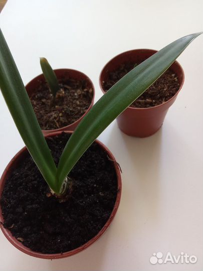 Комнатные цветы