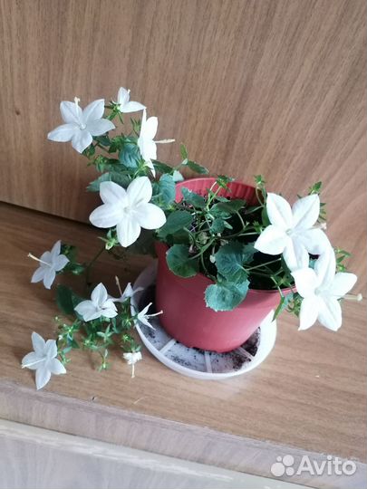 Кампанула невеста