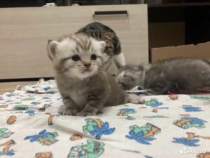 Шотландская