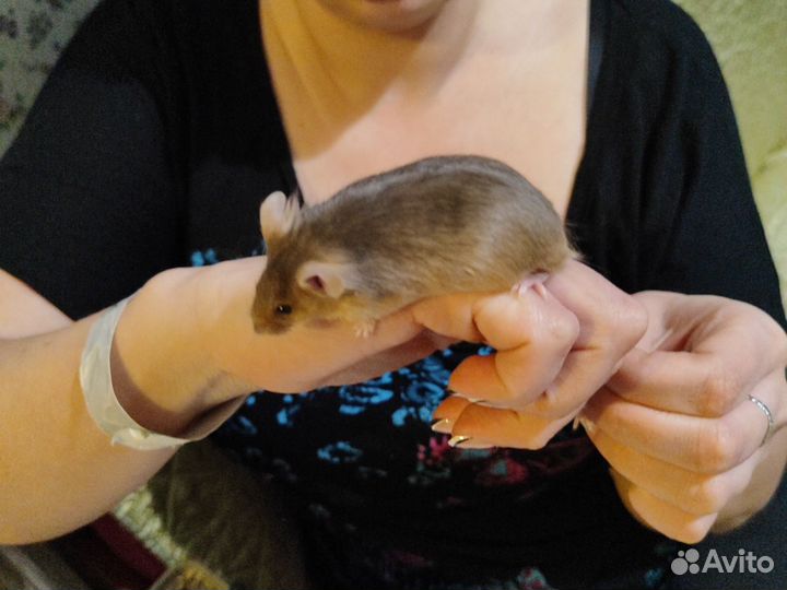 Декоративные мыши