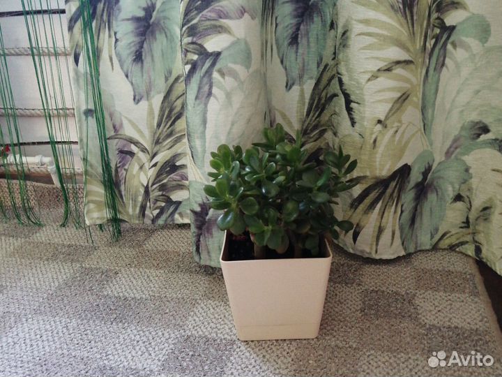 Крассула (денежное дерево) растение