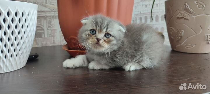 Шотландские котята